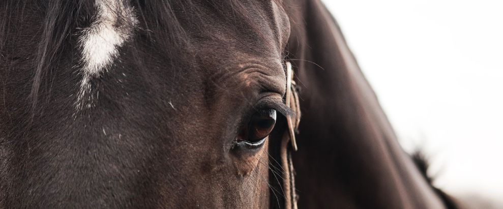 Equinoterapia: Terapia con caballos para sanar el alma